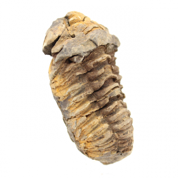 Raw trilobite