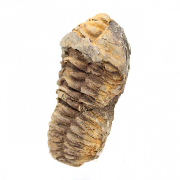 Raw trilobite