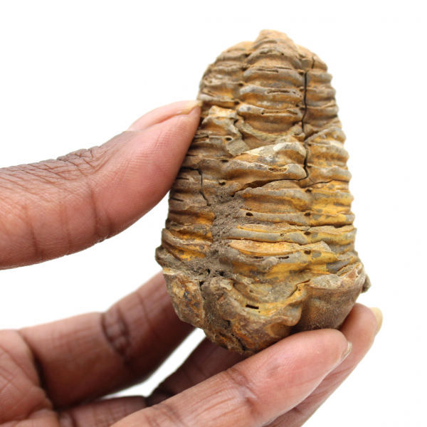 Trilobite from Morocco