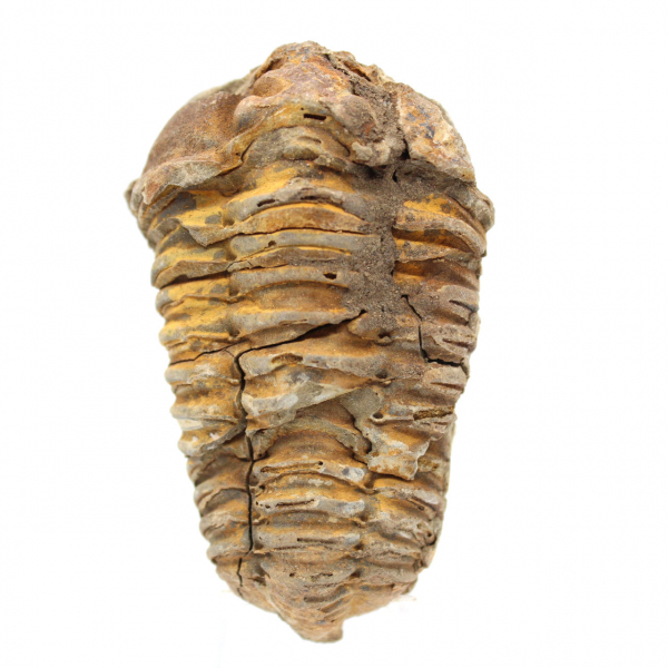 Raw fossil trilobite