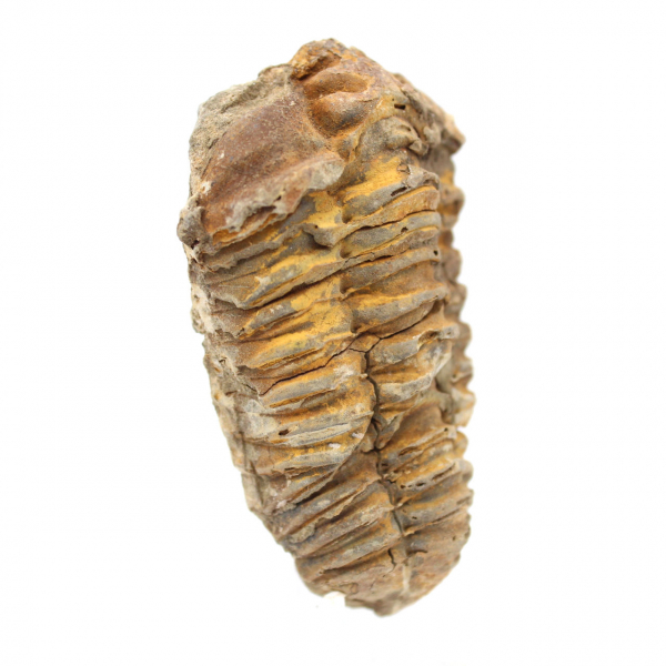 Raw fossil trilobite