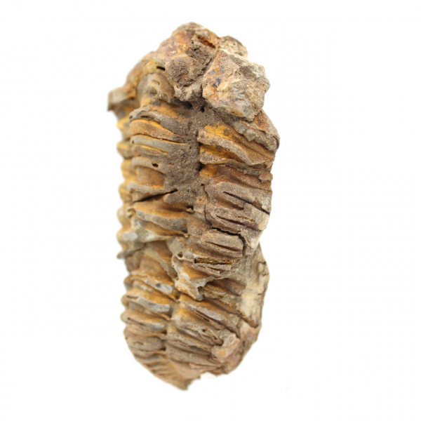 Raw fossil trilobite