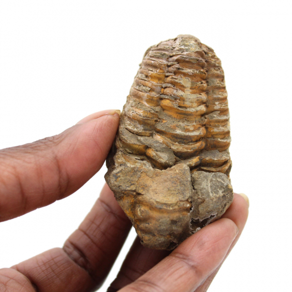 Raw trilobite from Morocco