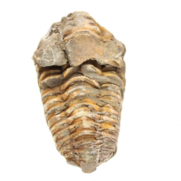 Raw trilobite from Morocco