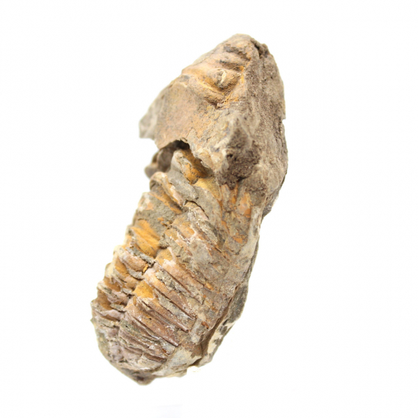 Raw trilobite from Morocco