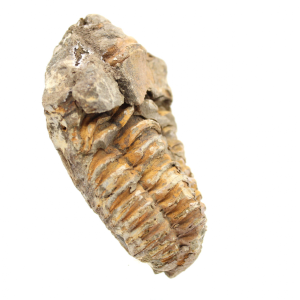 Raw trilobite from Morocco