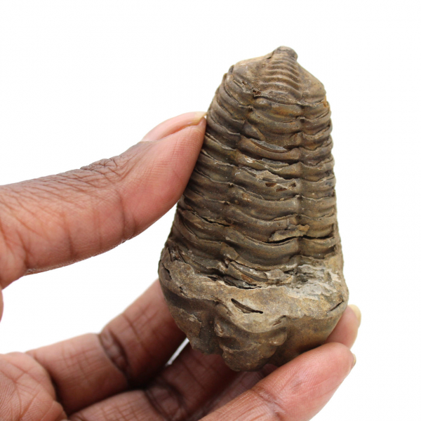 Trilobite from Morocco