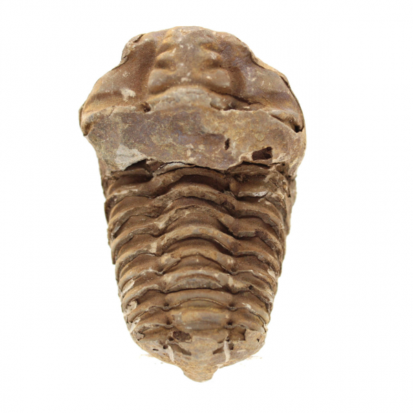 Trilobite