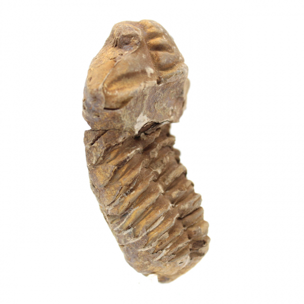 Trilobite