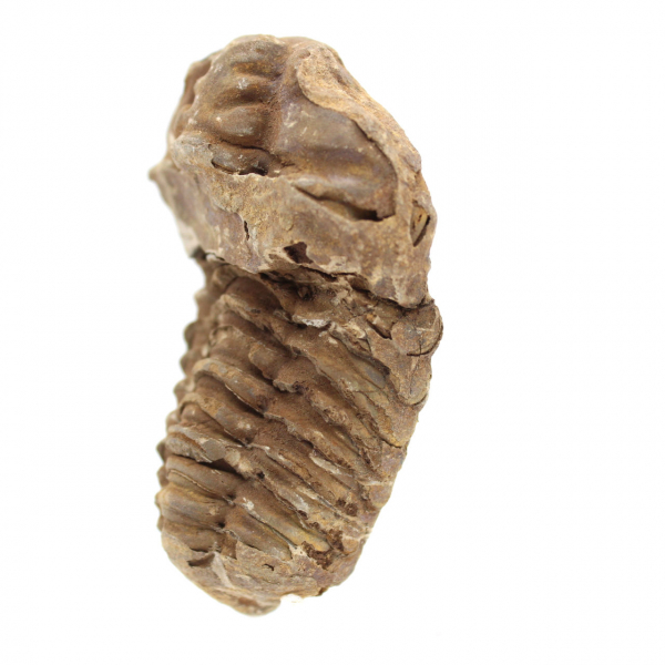 Trilobite