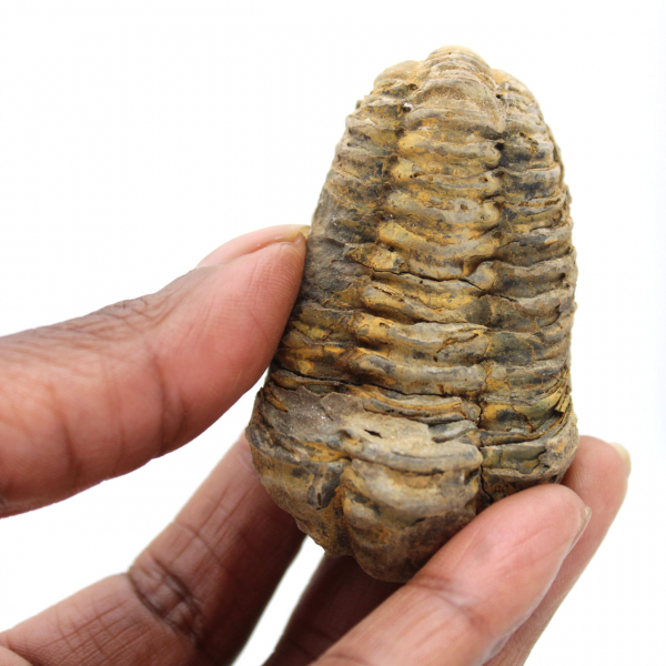 Trilobite from Morocco