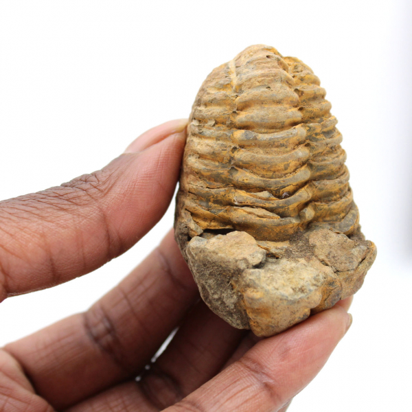 Trilobite from Morocco