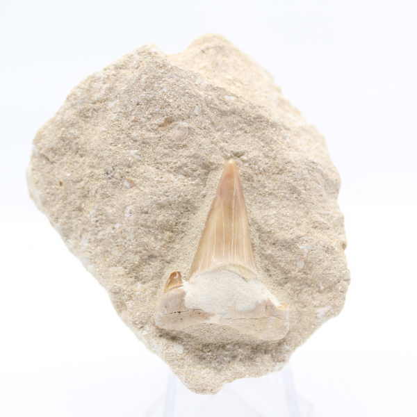 Otodus shark tooth