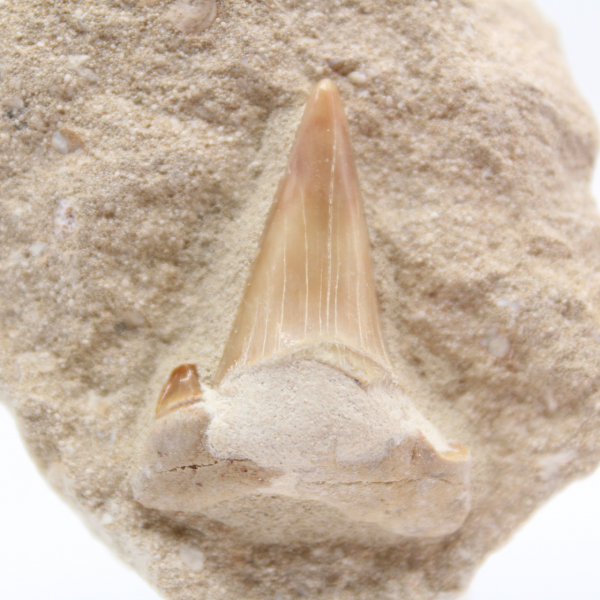 Fossil otodus tooth