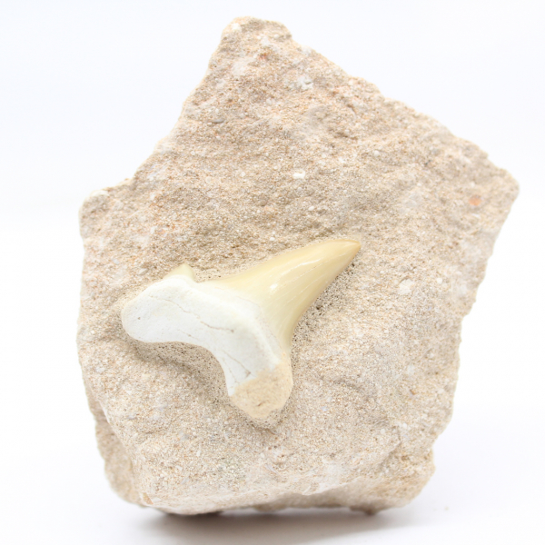 Otodus tooth from Morocco