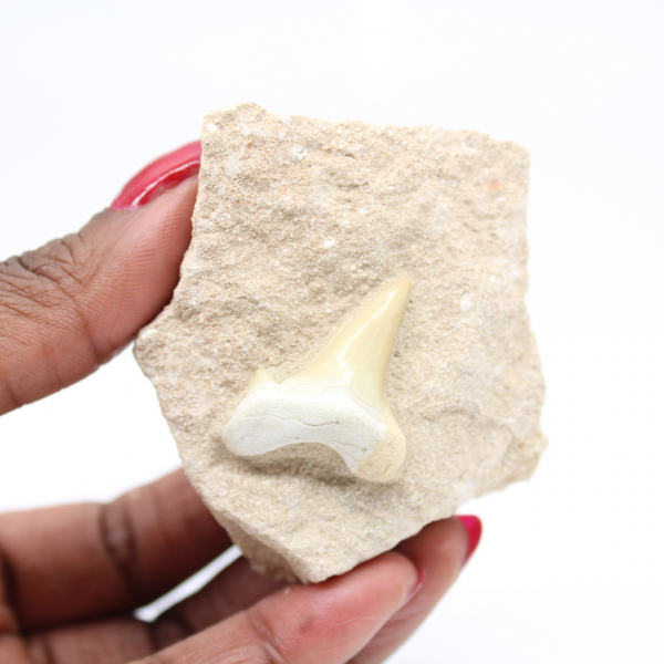 Otodus tooth from Morocco