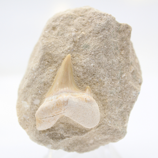 Otodus shark tooth