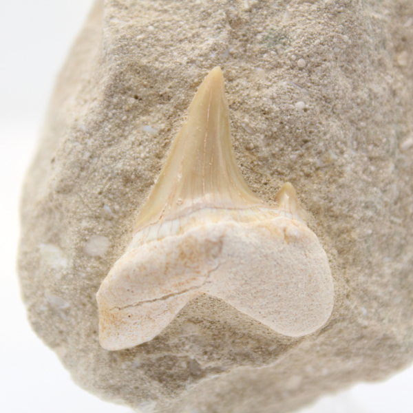 Otodus tooth