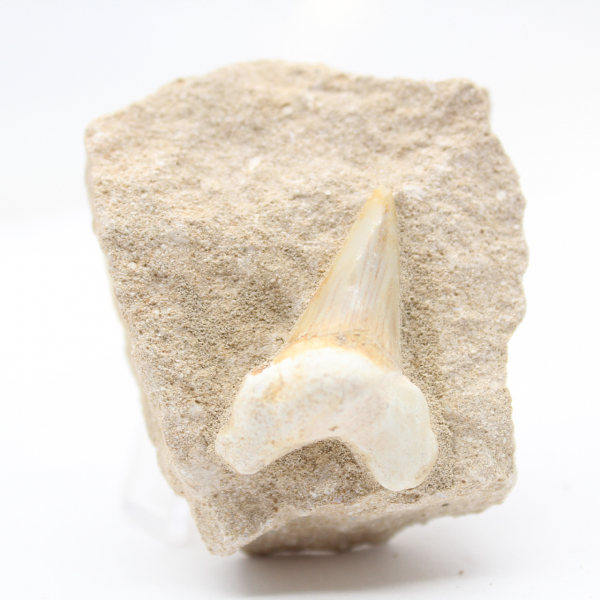 Fossil otodus tooth Morocco