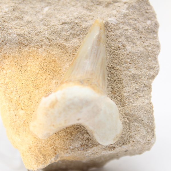 Fossil otodus tooth Morocco