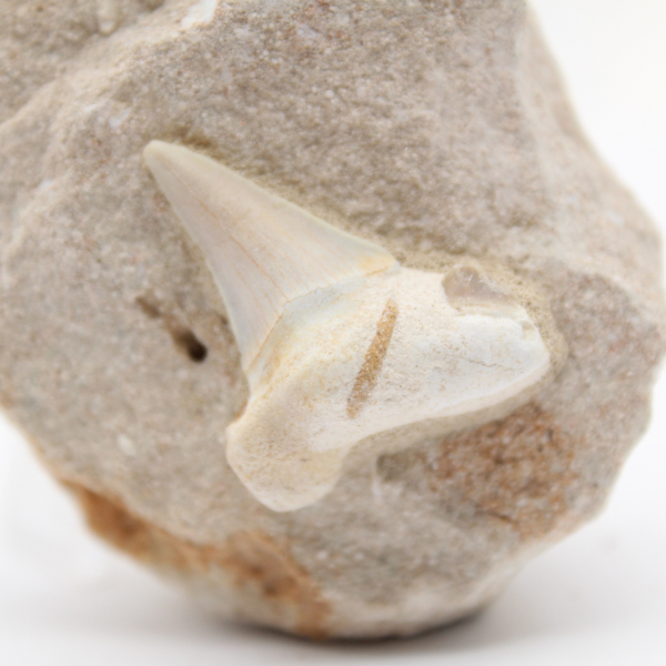 Fossil otodus tooth from Morocco