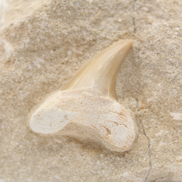 Otodus tooth on gangue