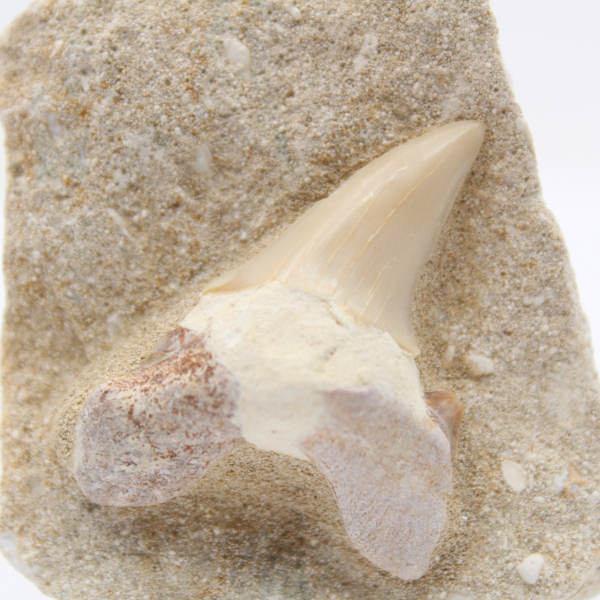 Fossil tooth on gangue