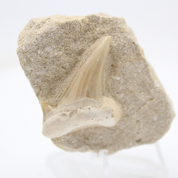 Otodus shark tooth