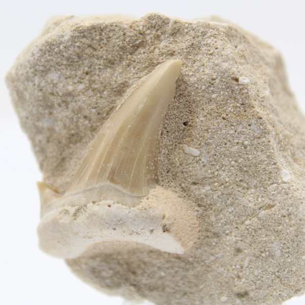 Fossil tooth