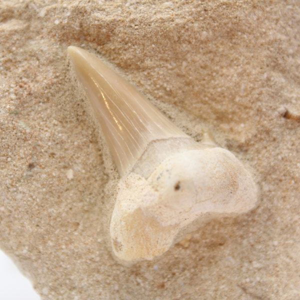 Fossil tooth