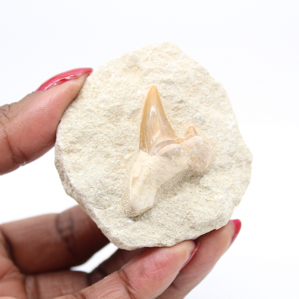 Fossil tooth