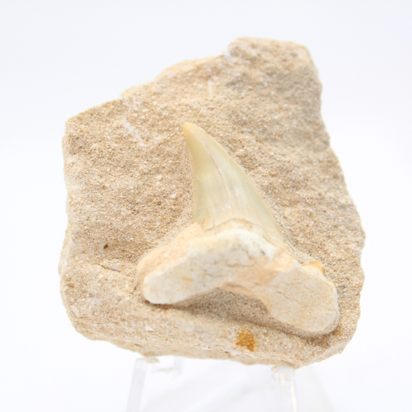 Fossil tooth