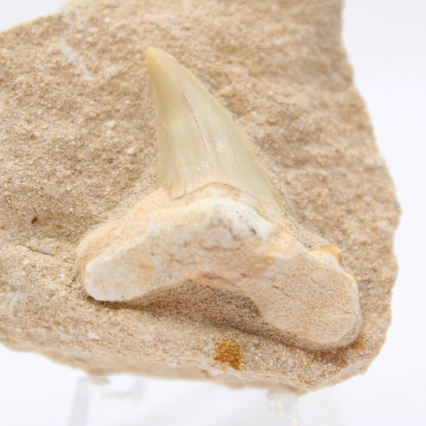 Fossil tooth