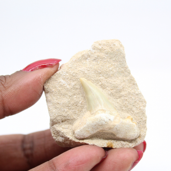 Fossil tooth