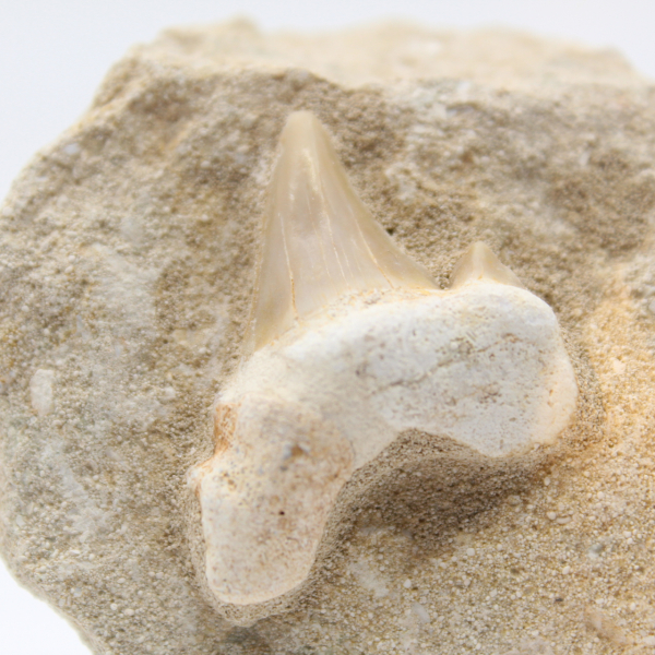 Otodus shark tooth