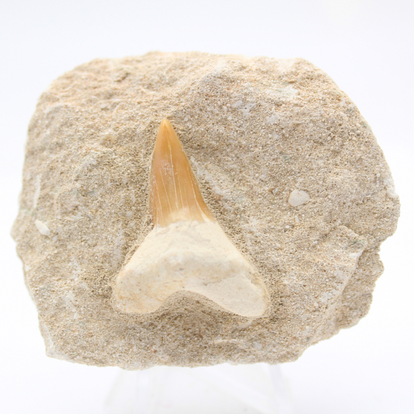 Fossil otodus shark tooth