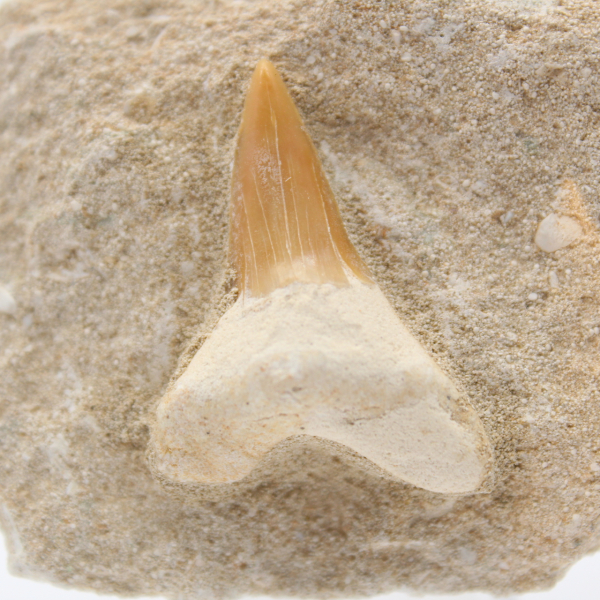 Fossil otodus shark tooth