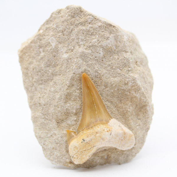 Otodus shark tooth from Morocco