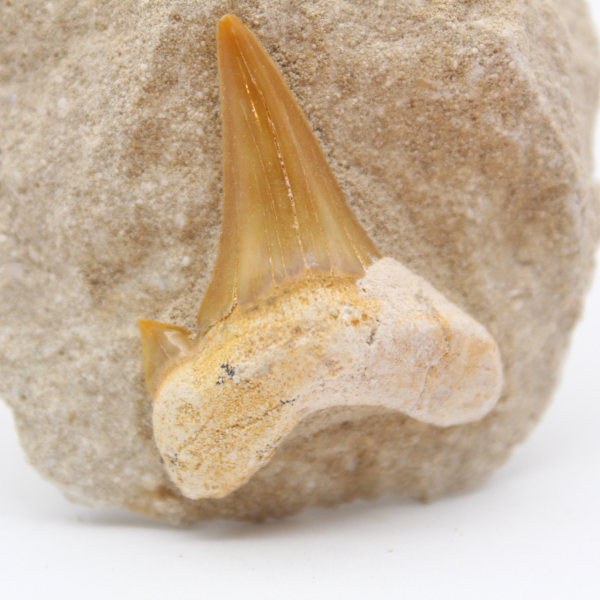 Otodus shark tooth from Morocco