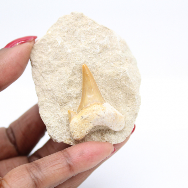 Otodus shark tooth from Morocco