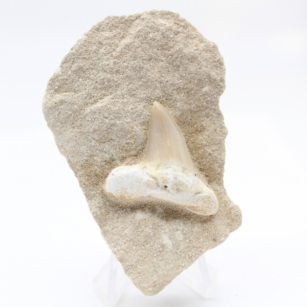 Fossil otodus shark tooth