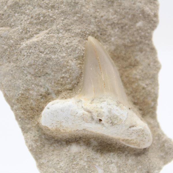 Fossil otodus shark tooth