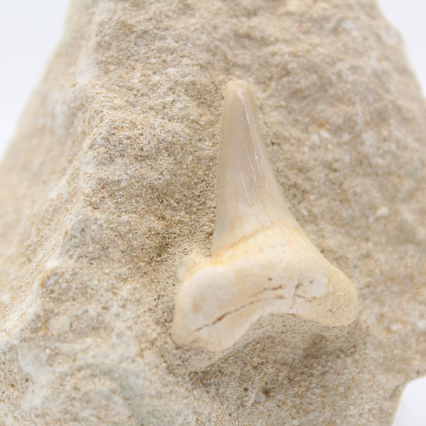 Fossil otodus shark tooth