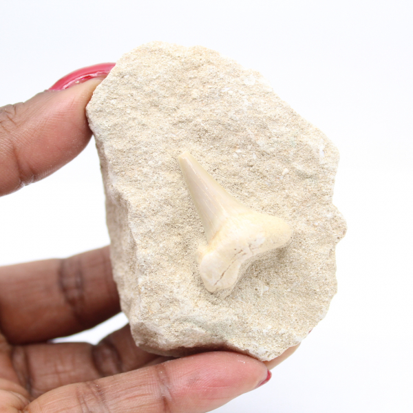 Fossil otodus shark tooth