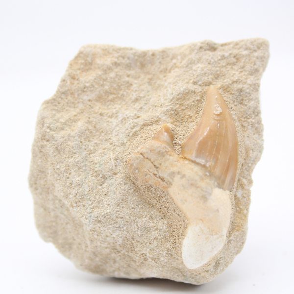 Otodus shark tooth