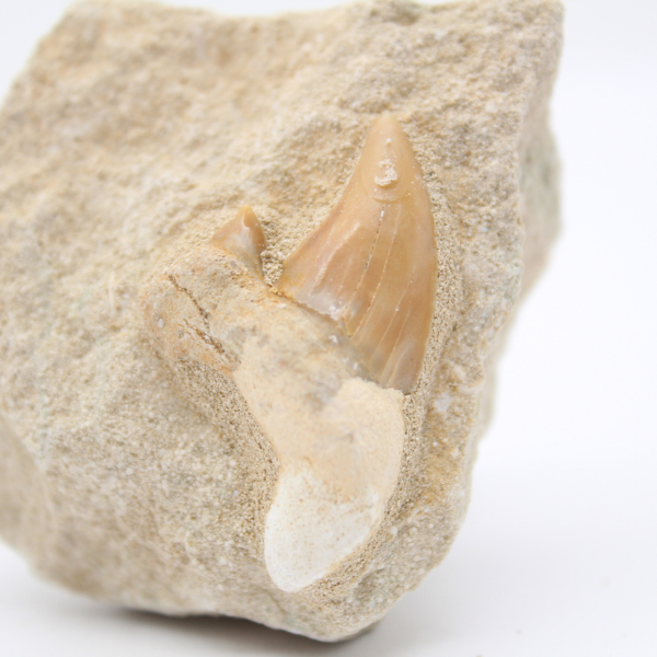 Otodus shark tooth