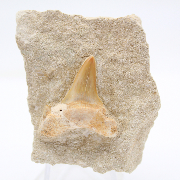 Otodus shark tooth