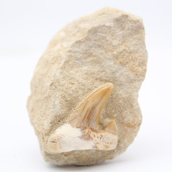 Otodus shark tooth