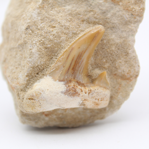 Otodus shark tooth on gangue