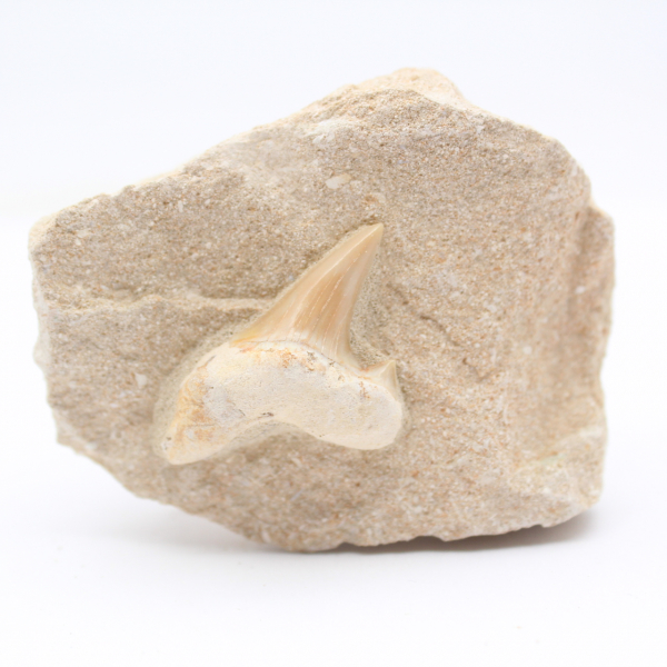 Fossil shark tooth on matrix